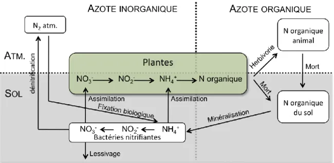Figure  5.  Schéma  du  cycle  de  l’azote  déterminant  sa  disponibilité  pour  les  plantes,  sous  ses  différentes  formes,  de  l’atmosphère  (« atm