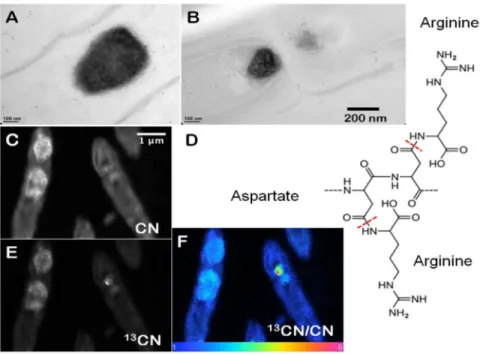 Figure 1. Composition and appearance of cyanophycin granules. (A) TEM image of cyanophycin granules within filamentous cyanobacterial cells from field samples (YNP)