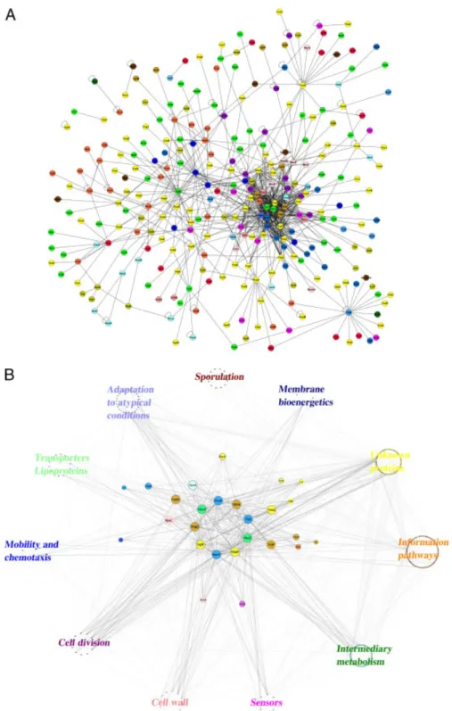 Figure 1. Global representation of the B. subtilis protein interaction network.