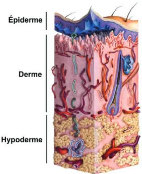 Figure 1 : Structure de la peau (Geras, 1990)  1.1.  L’épiderme 