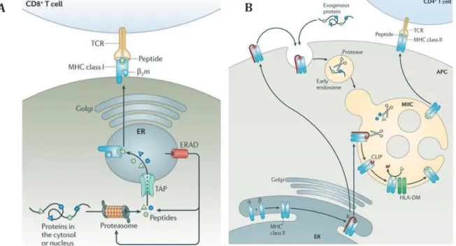 Figure 9 : Présentation des antigènes par les DC (Neefjes et al., 2011)  ERAD, ER-associated protein degradation; TCR, T cell receptor 