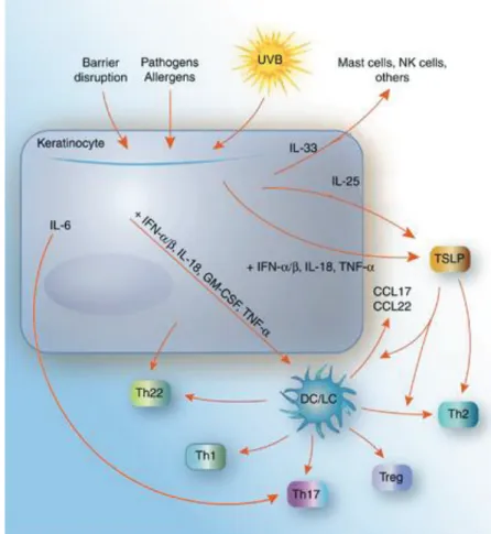 Figure 15 : Les médiateurs secrétés par les KC activant la réponse immunitaire   (Gutowska-Owsiak and Ogg, 2012) 