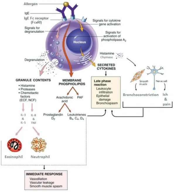 Figure 16 : Activation d'un mastocyte par un allergène [figure modifiée à partir de  [(Bischoff, 2007) et Kumar, 2012),  ECF : eosinophil chemotactic factor; NCF : neutrophil chemotactic factor