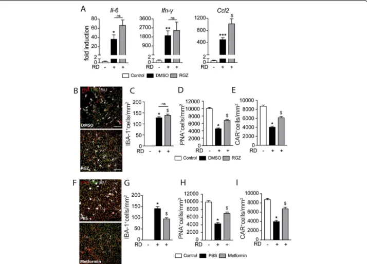 Fig. 6 The insulin sensitizer rosiglitazone prevents RD-induced cone loss. a Quantitative RT-PCR of Ccl2, Il-6, and Ifn- γ mRNAs normalized to S26 mRNA in mouse retina without RD and 4 days after RD and treatment with rosiglitazone or its vehicle ( n = 6 –