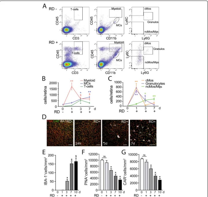 Fig. 2 RD-associated leukocyte infiltration is associated with cone loss. a Representative cytometry plots of mouse retina without RD (upper panels) or 7 days after RD (lower panels)