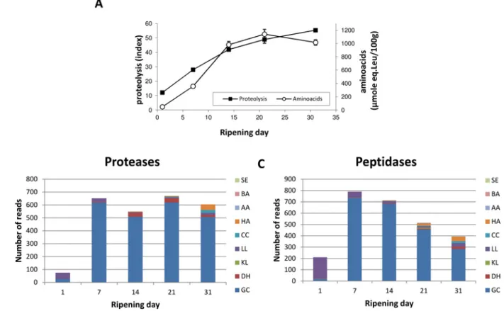 Fig 4. Protein degradation during surface-ripened cheese maturation. (A) Proteolysis and free amino acid concentration