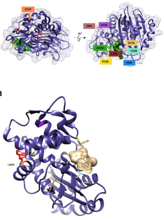 Figure S1. A Positions of the substituted residues included in this study on the Crystal structure of KPC-2 (PDB  code 5UJ3) complex with cefotaxime (green), B