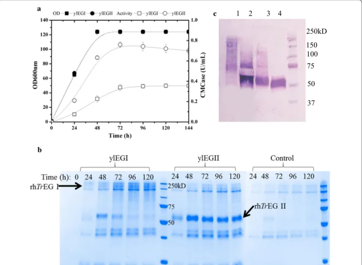 Fig. 1  Production of rhTrEG I and rhTrEG II in Y. lipolytica a enzyme production on YTD versus time, b SDS‑PAGE analysis of the culture supernatant  of Y