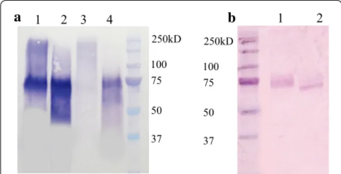 Fig. 3  Western blot analysis of the heterologous CBH proteins  produced by Y. lipolytica a lanes 1 and 3, rhNcCBH I and rhPfCBH I,  respectively; lanes 2 and 4, corresponding rhCBH I treated by endo‑H; 