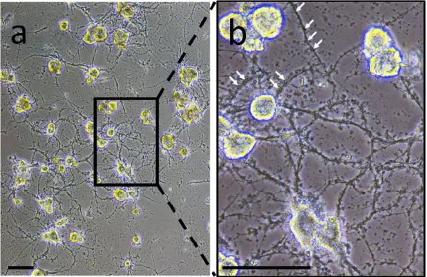 Figure  1. Neurons  and  microglia  primary  co-culture.  (a)  During  the  co-culture,  adherent  neurons  exhibit neurite outgrowth while activated microglial cells are still floating