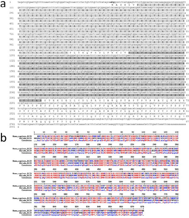 Figure 2. Molecular characterization of  Hirudo medicinalis (Hm) Alix. (a) HmAlix is a protein of 873  amino acids (~97 kDa) from a mRNA of 2281 nucleotides