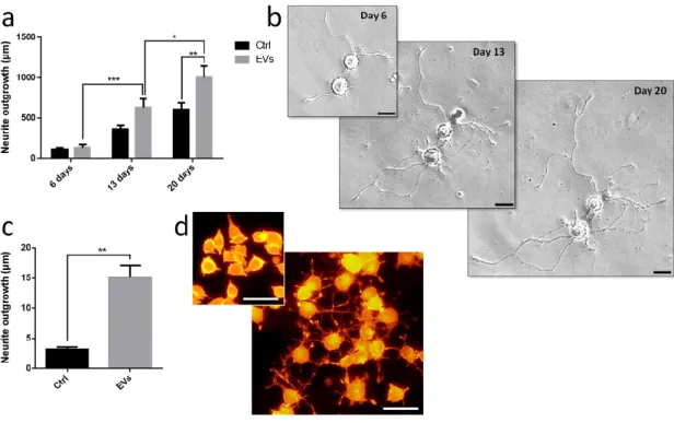 Figure  6.  Influence  of  leech  microglia  EVs  in  neurite  outgrowth  assays.  (a,b)  Leech  neurons  were  primarily  cultured  with  either  EV-enriched  fractions  or  control  supernatants  from  enrichment  procedure