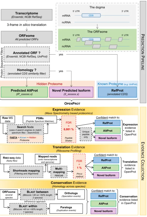 Figure 1. OpenProt pipeline graphical representation. OpenProt pipeline contains two main features: prediction and evidence collection