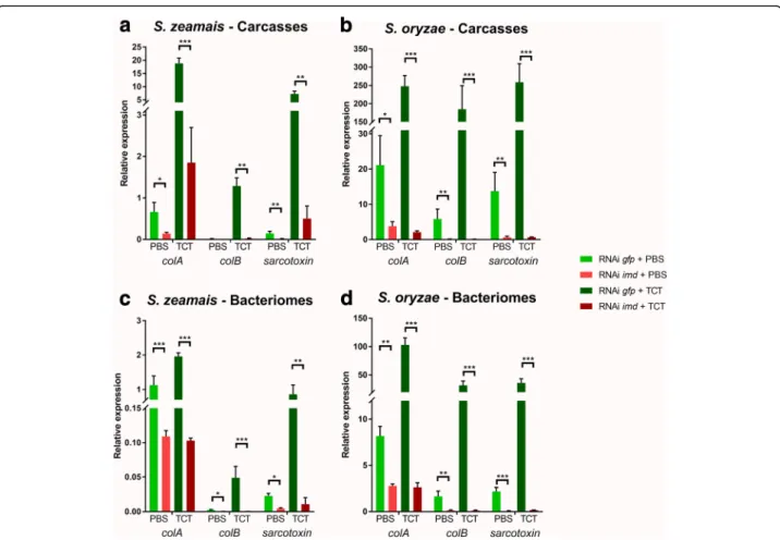 Fig. 2 AMP expression is IMD-dependent in S. zeamais and S. oryzae. colA, colB, and sarcotoxin expressions were measured by RT-qPCR 6 h after either PBS or TCT injections, following gfp or imd extinction