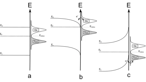 Figure 2.6  Schéma de la réactivité d'un semi-conducteur de type n dans une solution contenant les deux membres d'un couple électroactif