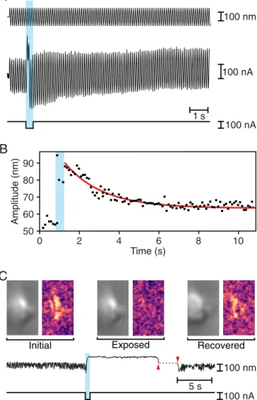 Fig. 2. Rapid recovery of mechanical properties in hair bundles of the bullfrog ’ s sacculus