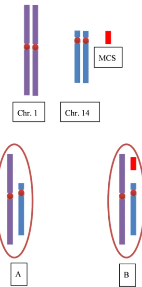 Figure 14 – S´egr´egation m´eiotique th´eorique chez un homme porteur d’un marqueur chromosomique surnum´eraire (MCS) : 50% de spermatozo¨ıdes chromosomiquement