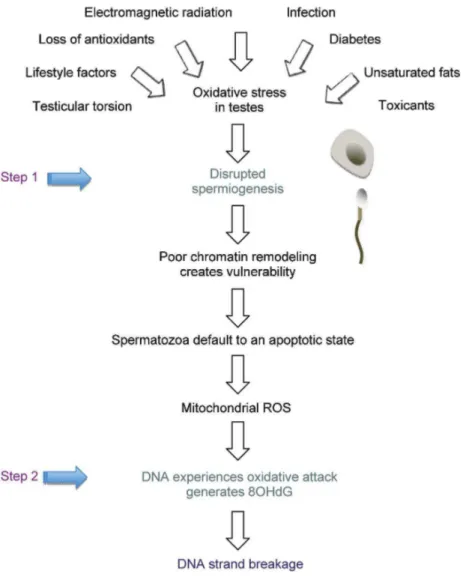 Figure 16 – Deux ´etapes de la production des dommages de l’ADN spermatique (selon Aitken et Koppers
