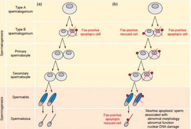 Figure 17 – Rˆole de Fas pendant la spermatogen`ese chez l’homme avec des param`etres spermatiques normaux (a) et anormaux (oligozoospermie,