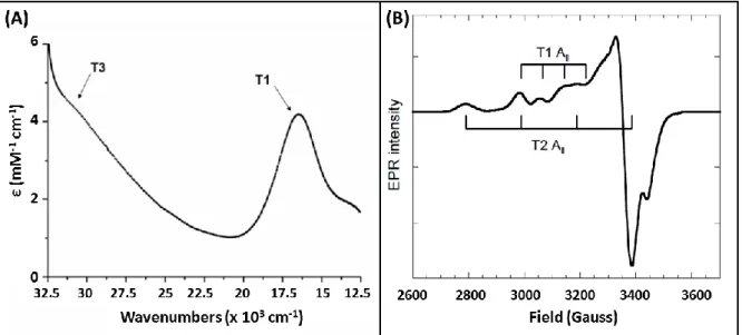 Figure  1.  UV-visible  (A),  X-band  EPR  (B)  of  purified  BOD  from  Bacillus  pumilus  highlighting the spectral feature in MCOs