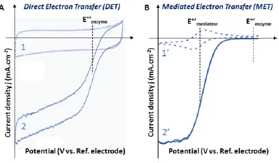 Figure 7. Representative cyclic voltammograms of a MCO in DET (A) and MET (B). Curves  1 and 1’ are recorded in non-catalytic conditions in the absence of O 2 