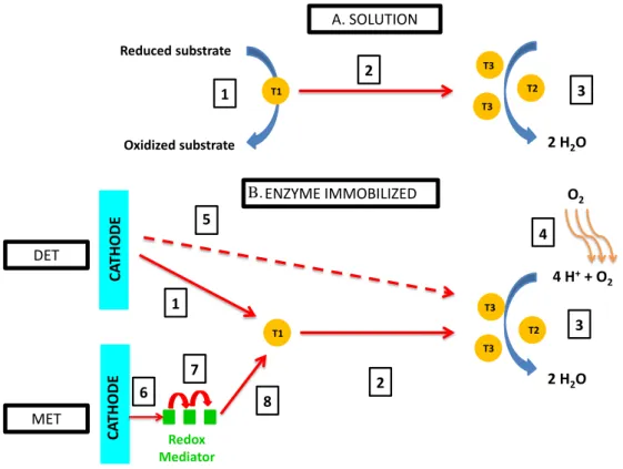 Figure 8. Comparison of different steps for electron transfer for enzymes in solution (A) and  immobilized (B) with Direct electron transfer (DET) or Mediated electron transfer (MET)