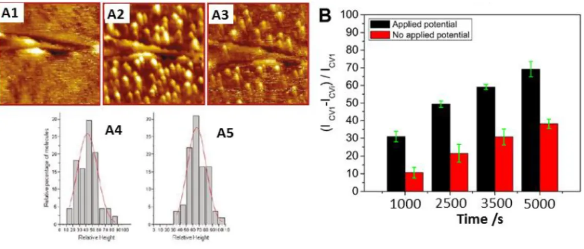 Figure 14. Influence of applied electrode potential on enzyme. (A): structural change induced  by potential, evidenced by in situ STM of  Streptomyces coelicolor laccase on a  butanethiol-modified  monocrystalline  gold  under  pure  O 2   atmosphere