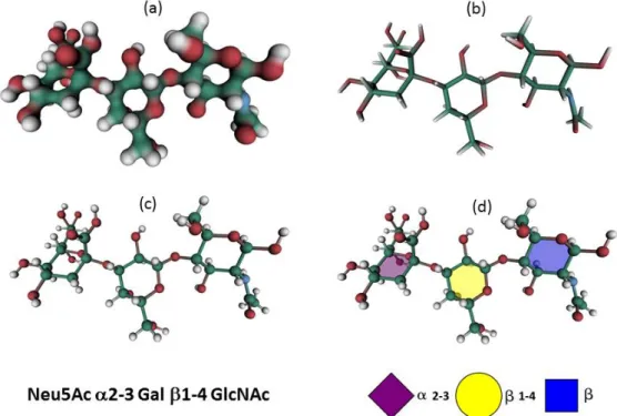Figure  1. Different  molecular  representations  implemented  in  SweetUnityMol to  display  carbohydrate  structures,  as  exemplified  with  the  glycan  determinant  Neu5Ac  2-3  Gal  1-4  GlcNAc