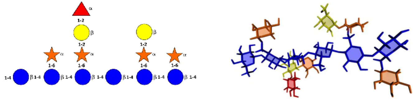 Figure 3. Molecular representation of the repeat unit of the xyloglucan polysaccharide