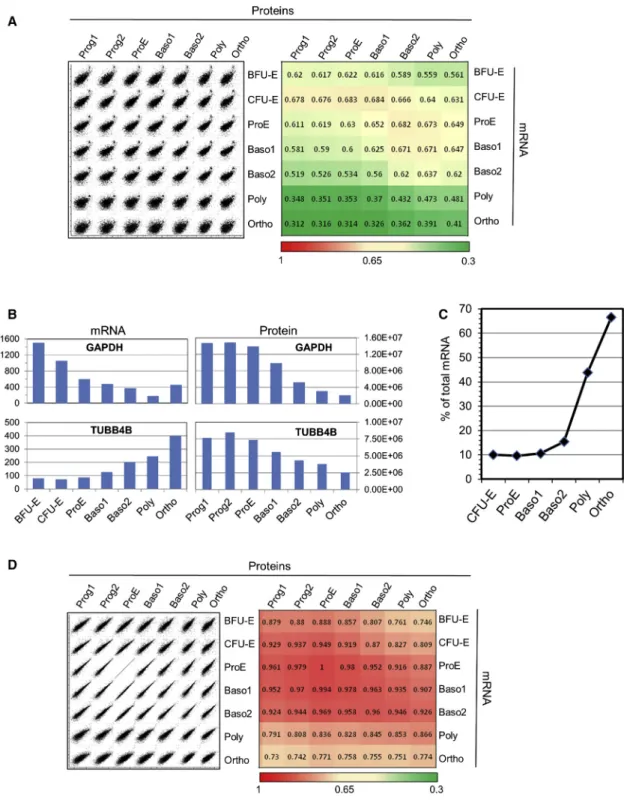 Figure 5. Protein versus mRNA Expression Analysis along Erythroid Differentiation Transcriptomic data from An et al