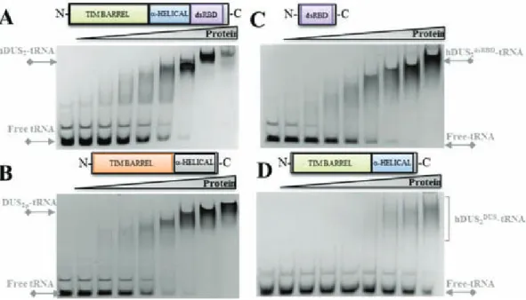 Figure 3. Implication of HsDus2 domains in the binding of tRNA. The ability of HsDus2 (A), Saccharomyces cerevisiae Dus2p (B), HsDus2 dsRBD (C), and HsDus2 dusD (D) to form stable complexes with bulk tRNA was tested by gel shift assays