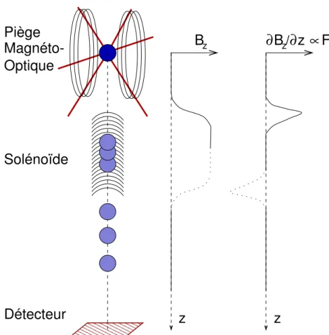Fig. 2.3 – Principe de la s´eparation des polarisations par effet Stern-Gerlach longitudinal, tel que mis-en-œuvre au Laboratoire de Physique des Lasers
