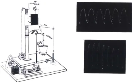 Figure  3.1  Bose  experiment  on  turgor  decrease/cell contraction  followed  by  stimulation  and leaf-dipping  in the Mimosa  Pudica