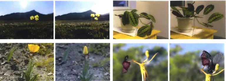 Figure  4.1  Clockwise  from  top left.  Arctic  Poppies  tracking  the  sun  and  moving  through  the span  of the  day