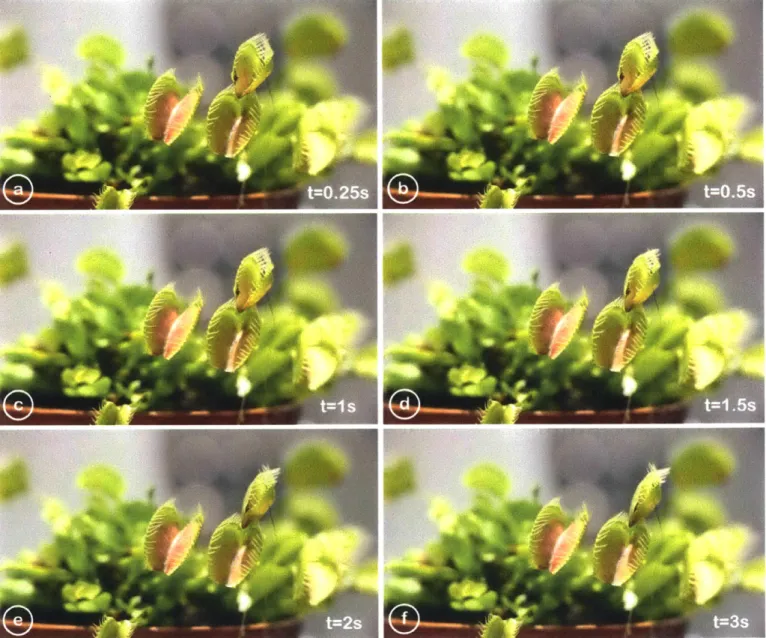 Figure  4.4 A  timeline  of movement  after the  user  triggers  a leaf actuation.  A  Venus  flytrap closes  in approximately  three  seconds  after  the  electrical  trigger.