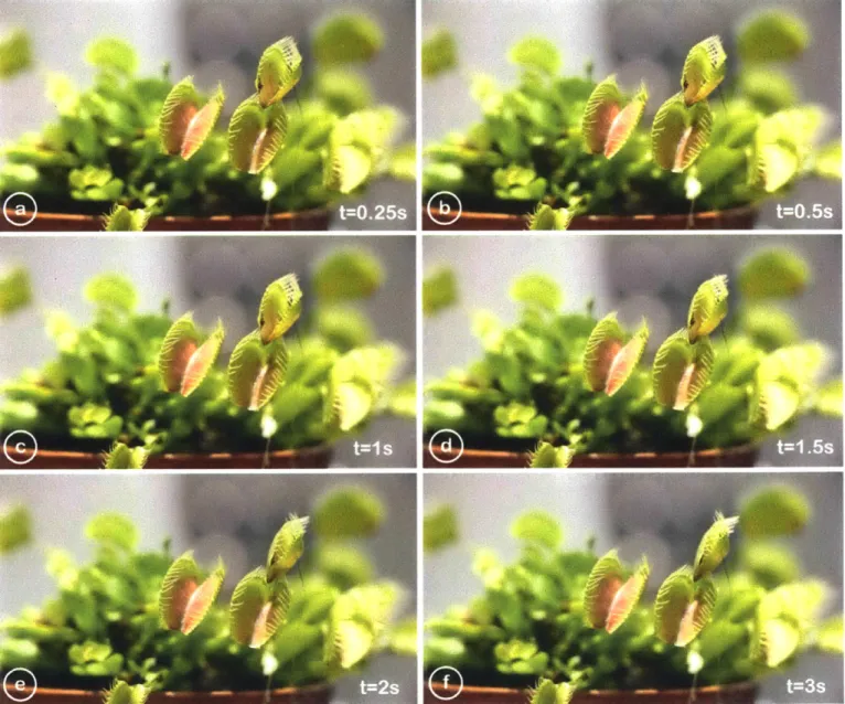 Figure  4.4 A  timeline  of movement  after the  user  triggers  a leaf actuation.  A  Venus  flytrap closes  in approximately  three  seconds  after  the  electrical  trigger.
