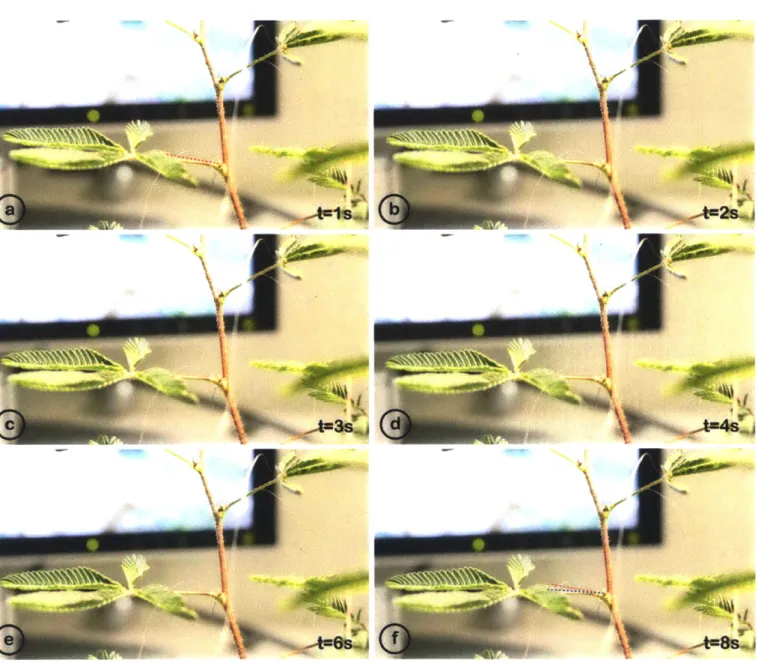 Figure  4.5 A  timeline  of movement after the  user  triggers  a  leaf actuation  in Mimosa  Pudica.