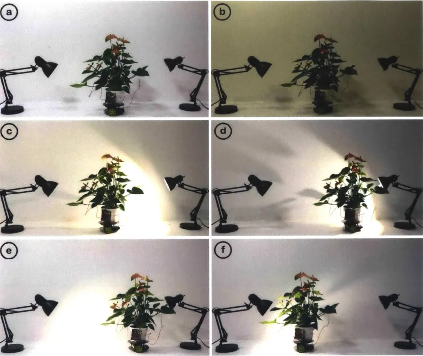 Figure  5.3  Two lamps  are  placed  on  either  side of Elowan.  The  lamps  are  switched  on and  off manually, triggering  transition  potential inside  the plants