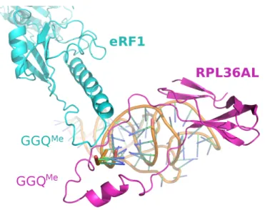 Fig.  (11).  Model  for  the  interactions  between  the  ribosomal  protein  L36AL,  the  CCA-arm  of  P-site  bound  tRNA  and  the  translation  termination factor eRF1 bound to an A-site stop codon