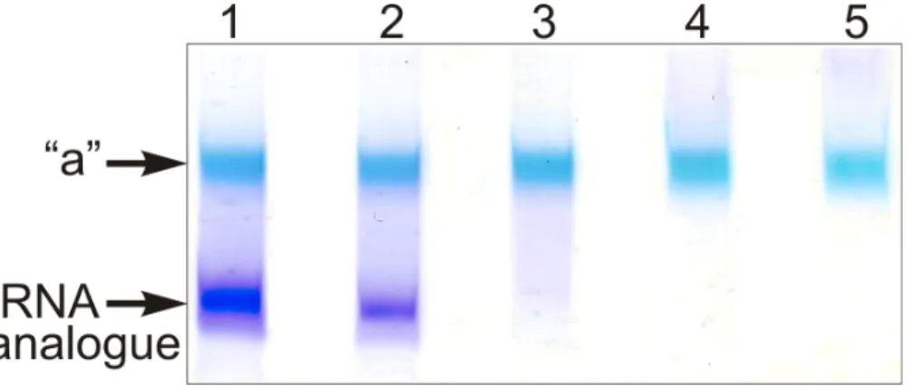 Fig.  (3). Crosslinking  of  recombinant  human  RPL36AL  with  periodate-oxidized  full  length  tRNA  (tRNAAsp76ox,  lane  1),  or  tRNAox  species that were shortened by one (tRNAAsp75ox, lane 2), two (tRNAAsp74ox, lane 3), three (tRNAAsp73ox, lane 4) o