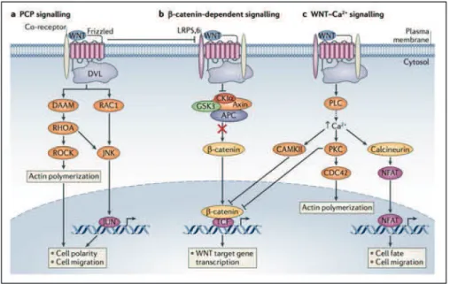 Figure 6 : Les voies de signalisation Wnt/β-caténine. (Niehrs, 2012) 