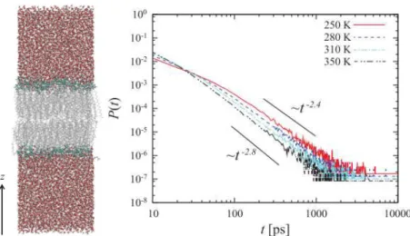 Figure 2.8: Trapping of water molecules in the vicinity of a lipid bilayer (left). The distribution of trapping times of water molecules at the interface exhibits power law behaviour (right)