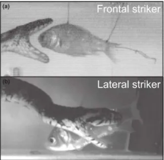 Figure 1: Images from movies recorded with high-speed cameras illustrating a frontal strike in Natrix tesselata (a) and a lateral strike in Nerodia fasciata (b) [4]