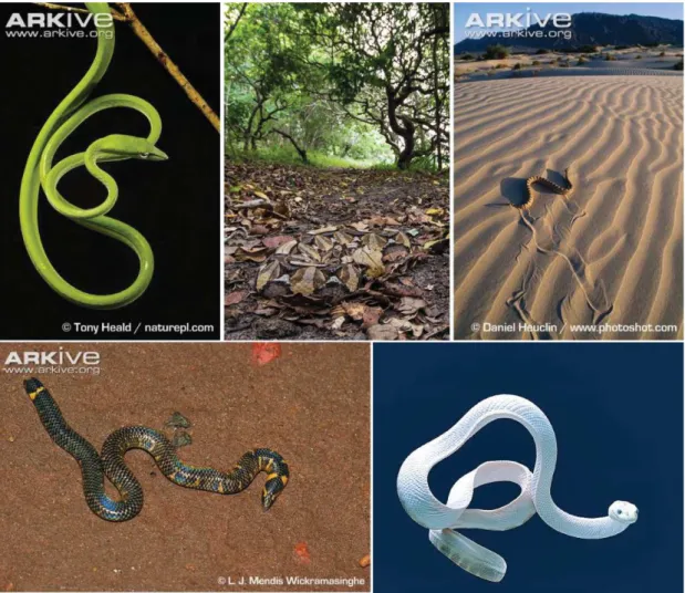 Figure 7: Ecological and morphological diversity of snakes. Top line from left to right: 
