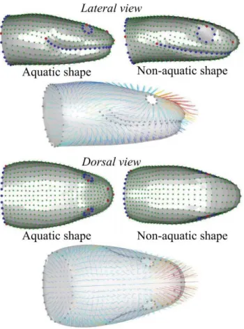 Figure  12:  Results  of  the  linear  discriminant  analysis  illustrating  the  head  shapes  associated with species  capturing  elusive aquatic  prey on the left  and the non-aquatic  ones on the right