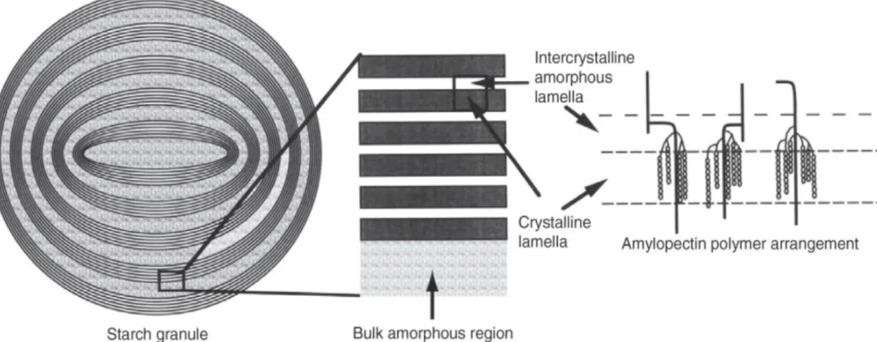 Figure  2-11:  Schematic  diagram  of  starch  granule  structure  –  representation  3  phase  component:  crystalline,  intercrystalline  amorphous  and  bulk  amorphous  components  (Ratnayake, et al., 2008)