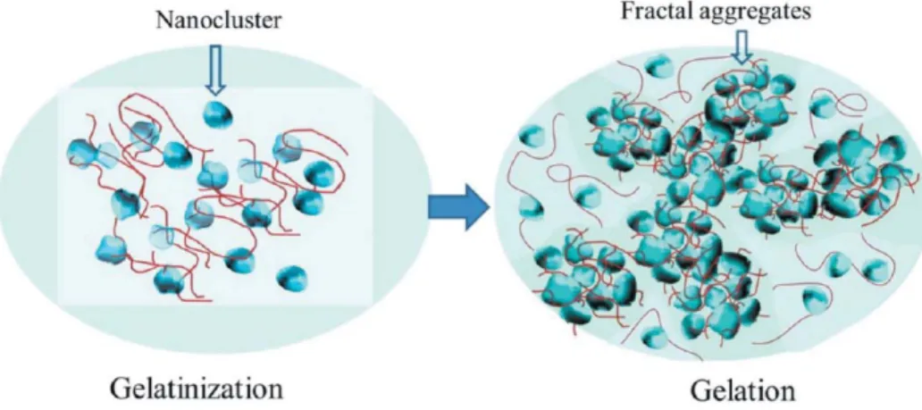 Figure 2-12: Gelatinisation for disperse linear amylose chains and ellipsoidal nanoclusters of  amylopectin,  of  dimension  ca  7  x  3  x  3  nm  (left);  gelation  for  loosely  fractal-structured  networks on a micrometer scale (right) (H-K