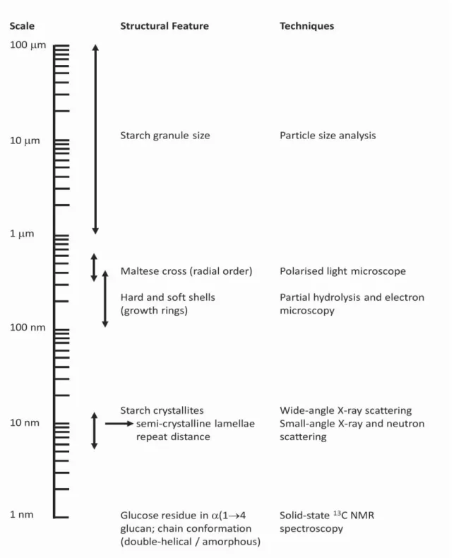 Figure 2-19: Pictorial representation of the length scales within the starch granule together  with techniques used to characterise the structural features (Tester &amp; Debon, 2000) 