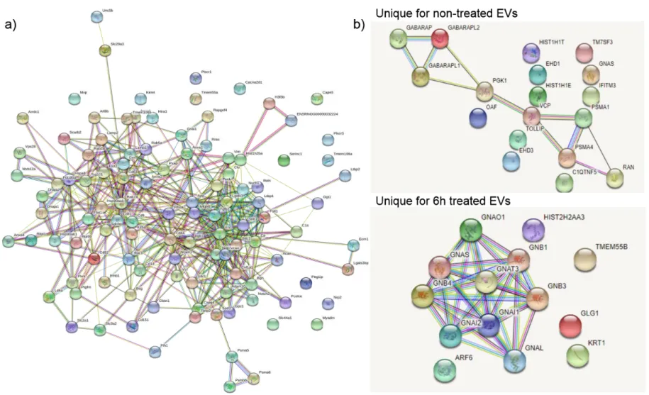 Figure S2. String analysis for glioma EVs proteins, related to Figure 2 and Figure 3. (a) String analysis for all proteins identified for glioma EVs  by shotgun proteomics