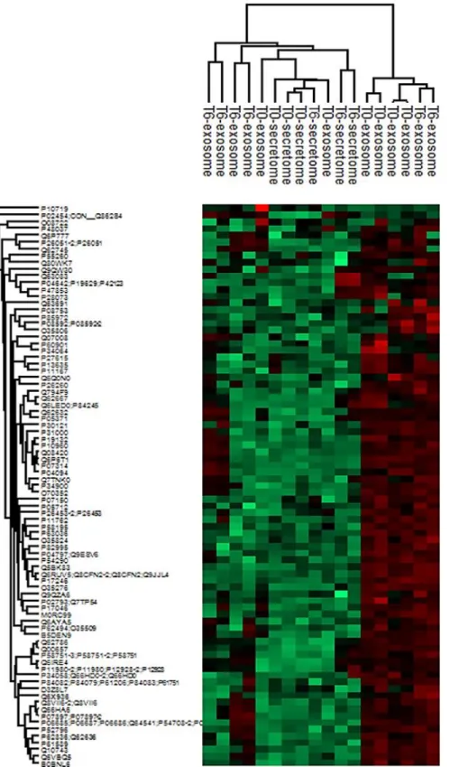 Figure S3. Heatmap from Shot gun proteomics, related to Figure 2 and Figure 3. For identified  proteins of EVs treated or not with Trypsin/Lys C was performed quantitative proteomics analyses  using MaxQuant software, after ANOVA tests with a p value &gt;0